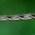 Grey pug - Eupithecia subfuscata, caterpillar | Fotografijos autorius : Gintautas Steiblys | © Macronature.eu | Macro photography web site