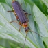 Grey sailor beetle - Cantharis nigicans | Fotografijos autorius : Romas Ferenca | © Macronature.eu | Macro photography web site
