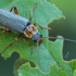 Grey sailor beetle - Cantharis nigricans | Fotografijos autorius : Gintautas Steiblys | © Macronature.eu | Macro photography web site