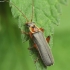 Grey sailor beetle - Cantharis nigricans | Fotografijos autorius : Vidas Brazauskas | © Macronature.eu | Macro photography web site