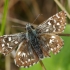 Grizzled Skipper - Pyrgus malvae | Fotografijos autorius : Nomeda Vėlavičienė | © Macronature.eu | Macro photography web site