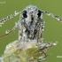 Grizzled Skipper - Pyrgus malvae | Fotografijos autorius : Arūnas Eismantas | © Macronature.eu | Macro photography web site