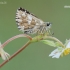 Grizzled Skipper - Pyrgus malvae | Fotografijos autorius : Arūnas Eismantas | © Macronature.eu | Macro photography web site