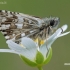 Grizzled Skipper - Pyrgus malvae | Fotografijos autorius : Arūnas Eismantas | © Macronature.eu | Macro photography web site