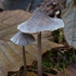 Grooved Bonnet - Mycena polygramma | Fotografijos autorius : Žilvinas Pūtys | © Macronature.eu | Macro photography web site