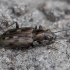 Ground Beetle - Bembidion litorale | Fotografijos autorius : Žilvinas Pūtys | © Macronature.eu | Macro photography web site
