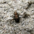 Ground Beetle - Bembidion litorale | Fotografijos autorius : Vitalii Alekseev | © Macronature.eu | Macro photography web site