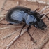 Ground Beetle - Heteracantha depressa | Fotografijos autorius : Gintautas Steiblys | © Macronature.eu | Macro photography web site
