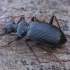 Ground Beetle - Leistus crenatus | Fotografijos autorius : Gintautas Steiblys | © Macrogamta.lt | Šis tinklapis priklauso bendruomenei kuri domisi makro fotografija ir fotografuoja gyvąjį makro pasaulį.