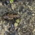 Ground Beetle - Odontium litorale | Fotografijos autorius : Kazimieras Martinaitis | © Macronature.eu | Macro photography web site