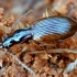 Rūdiškasis slapynžygis - Oxypselaphus obscurus | Fotografijos autorius : Kazimieras Martinaitis | © Macronature.eu | Macro photography web site