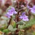 Ground Ivy - Glechoma hederacea | Fotografijos autorius : Gintautas Steiblys | © Macronature.eu | Macro photography web site