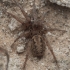 Ground Spider - Berlandina sp. | Fotografijos autorius : Gintautas Steiblys | © Macronature.eu | Macro photography web site