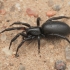 Ground Spider - Zelotes sp., subadult | Fotografijos autorius : Gintautas Steiblys | © Macronature.eu | Macro photography web site