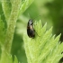 Ground beetle - Acupalpus meridianus | Fotografijos autorius : Vytautas Tamutis | © Macronature.eu | Macro photography web site
