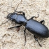Large-headed ground beetle - Broscus cephalotes | Fotografijos autorius : Kazimieras Martinaitis | © Macronature.eu | Macro photography web site