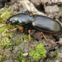 Ground beetle - Broscus nobilis | Fotografijos autorius : Gintautas Steiblys | © Macronature.eu | Macro photography web site