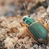 Ground beetle - Chlaenius vestitus | Fotografijos autorius : Gintautas Steiblys | © Macronature.eu | Macro photography web site