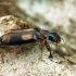 Ground beetle - Dromius quadrimaculatus  | Fotografijos autorius : Gintautas Steiblys | © Macronature.eu | Macro photography web site