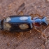 Ground beetle - Dromius quadrimaculatus | Fotografijos autorius : Žilvinas Pūtys | © Macronature.eu | Macro photography web site