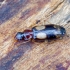 Ground beetle - Dromius quadrimaculatus | Fotografijos autorius : Romas Ferenca | © Macronature.eu | Macro photography web site