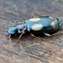 Ground beetle - Dromius quadrimaculatus | Fotografijos autorius : Kazimieras Martinaitis | © Macronature.eu | Macro photography web site