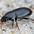 Ground beetle - Harpalus pumilus | Fotografijos autorius : Kazimieras Martinaitis | © Macronature.eu | Macro photography web site
