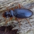 Ground beetle - Leistus rufomarginatus | Fotografijos autorius : Žilvinas Pūtys | © Macronature.eu | Macro photography web site