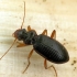 Ground beetle - Leistus rufomarginatus | Fotografijos autorius : Vidas Brazauskas | © Macronature.eu | Macro photography web site