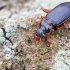 Ground beetle - Leistus rufomarginatus | Fotografijos autorius : Gintautas Steiblys | © Macronature.eu | Macro photography web site