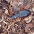 Ground beetle - Leistus rufomarginatus | Fotografijos autorius : Romas Ferenca | © Macronature.eu | Macro photography web site