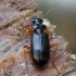 Ground beetle - Leistus rufomarginatus | Fotografijos autorius : Romas Ferenca | © Macronature.eu | Macro photography web site