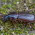 Ground beetle - Tapinopterus sp. | Fotografijos autorius : Žilvinas Pūtys | © Macronature.eu | Macro photography web site