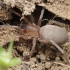Ground spider - Drassodes sp., subadult | Fotografijos autorius : Gintautas Steiblys | © Macrogamta.lt | Šis tinklapis priklauso bendruomenei kuri domisi makro fotografija ir fotografuoja gyvąjį makro pasaulį.