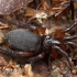 Ground spider - Gnaphosa bicolor ♀ | Fotografijos autorius : Žilvinas Pūtys | © Macronature.eu | Macro photography web site