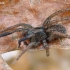 Ground wolf-spider - Trochosa terricola ♂ | Fotografijos autorius : Gintautas Steiblys | © Macronature.eu | Macro photography web site