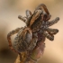 Ground wolf-spider - Trochosa terricola  | Fotografijos autorius : Gintautas Steiblys | © Macronature.eu | Macro photography web site