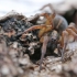 Ground wolf-spider - Trochosa terricola | Fotografijos autorius : Agnė Našlėnienė | © Macronature.eu | Macro photography web site