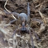 Ground wolf-spider - Trochosa terricola | Fotografijos autorius : Žilvinas Pūtys | © Macronature.eu | Macro photography web site