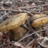 Grybas - Phlebopus marginatus | Fotografijos autorius : Žilvinas Pūtys | © Macrogamta.lt | Šis tinklapis priklauso bendruomenei kuri domisi makro fotografija ir fotografuoja gyvąjį makro pasaulį.