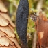 Liežuvėliškoji grūdmenė - Tolypocladium ophioglossoides | Fotografijos autorius : Žilvinas Pūtys | © Macrogamta.lt | Šis tinklapis priklauso bendruomenei kuri domisi makro fotografija ir fotografuoja gyvąjį makro pasaulį.
