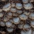 Grybas - Trichophaeopsis bicuspis | Fotografijos autorius : Žilvinas Pūtys | © Macrogamta.lt | Šis tinklapis priklauso bendruomenei kuri domisi makro fotografija ir fotografuoja gyvąjį makro pasaulį.
