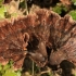 Taurinis karpininkas - Thelephora caryophyllea | Fotografijos autorius : Ramunė Vakarė | © Macrogamta.lt | Šis tinklapis priklauso bendruomenei kuri domisi makro fotografija ir fotografuoja gyvąjį makro pasaulį.
