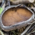 Paprastoji alvytė - Helvella acetabulum | Fotografijos autorius : Kazimieras Martinaitis | © Macrogamta.lt | Šis tinklapis priklauso bendruomenei kuri domisi makro fotografija ir fotografuoja gyvąjį makro pasaulį.