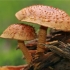 Gražioji skujagalvė - Pholiota flammans | Fotografijos autorius : Gintautas Steiblys | © Macrogamta.lt | Šis tinklapis priklauso bendruomenei kuri domisi makro fotografija ir fotografuoja gyvąjį makro pasaulį.