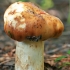 Dvokioji ūmėdė - Russula foetens | Fotografijos autorius : Gintautas Steiblys | © Macrogamta.lt | Šis tinklapis priklauso bendruomenei kuri domisi makro fotografija ir fotografuoja gyvąjį makro pasaulį.