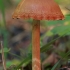 Rinkėtasis nuosėdis - Cortinarius cf armillatus | Fotografijos autorius : Gintautas Steiblys | © Macrogamta.lt | Šis tinklapis priklauso bendruomenei kuri domisi makro fotografija ir fotografuoja gyvąjį makro pasaulį.