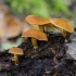 Mažoji skujagalvė - Pholiota tuberculosa  | Fotografijos autorius : Darius Baužys | © Macrogamta.lt | Šis tinklapis priklauso bendruomenei kuri domisi makro fotografija ir fotografuoja gyvąjį makro pasaulį.