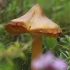 Oranžinė guotenė - Hygrocybe acutoconica | Fotografijos autorius : Gintautas Steiblys | © Macrogamta.lt | Šis tinklapis priklauso bendruomenei kuri domisi makro fotografija ir fotografuoja gyvąjį makro pasaulį.