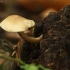 Grybas | Fotografijos autorius : Vidas Brazauskas | © Macrogamta.lt | Šis tinklapis priklauso bendruomenei kuri domisi makro fotografija ir fotografuoja gyvąjį makro pasaulį.